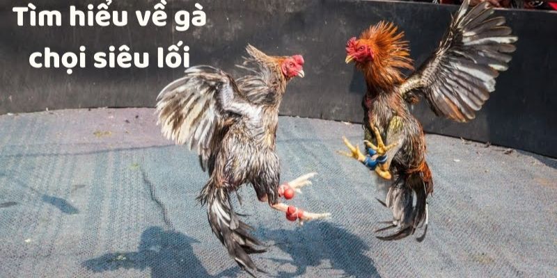 Cách nhận biết gà chọi giỏi qua các đặc điểm cơ thể và lối đá quần