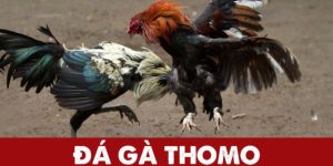 Đá Gà Thomo DA88: Trận Đấu Gay Cấn, Nhanh, Thưởng Lớn